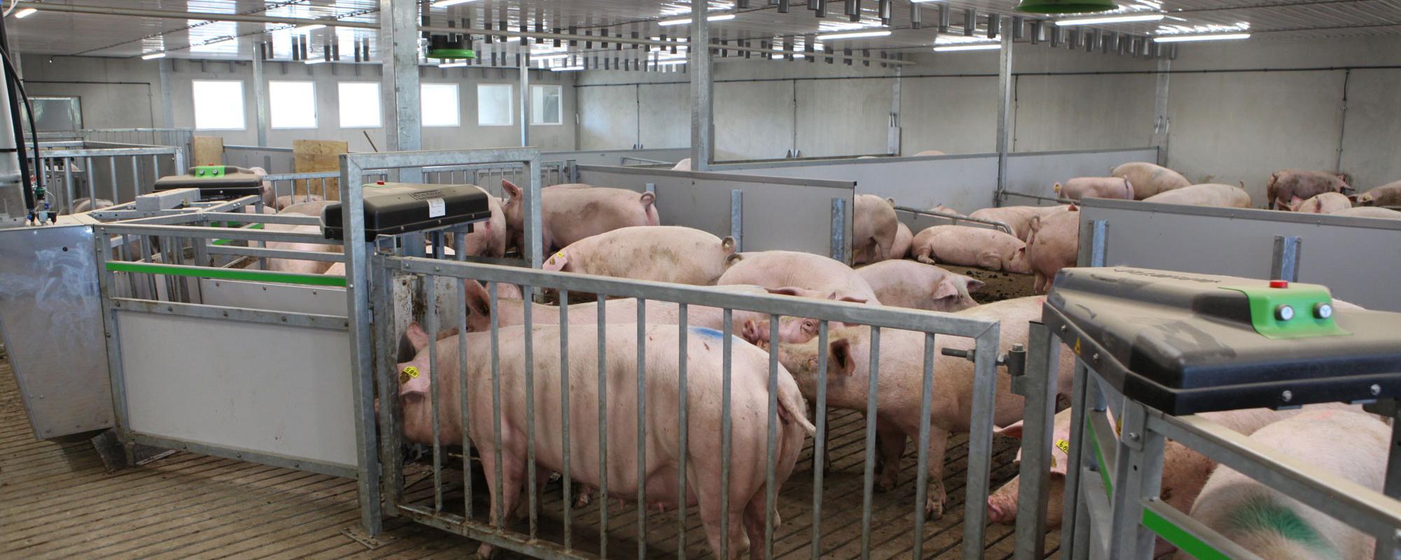 Feeding system for pigs