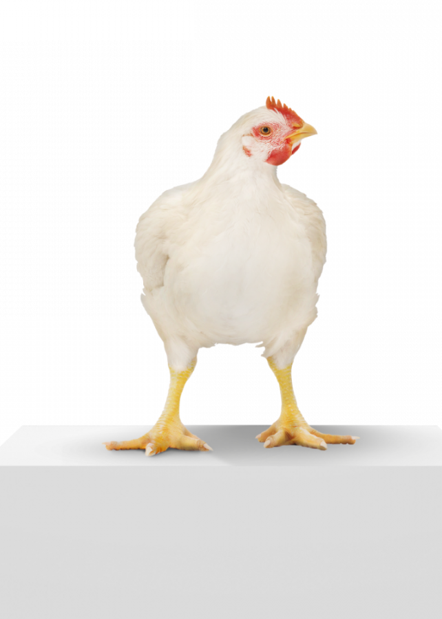Download Poultry