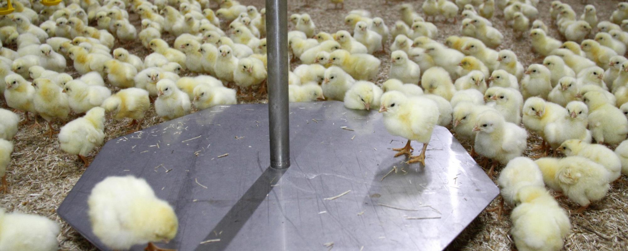 Accurate poultry weighing system - Livestock Farming