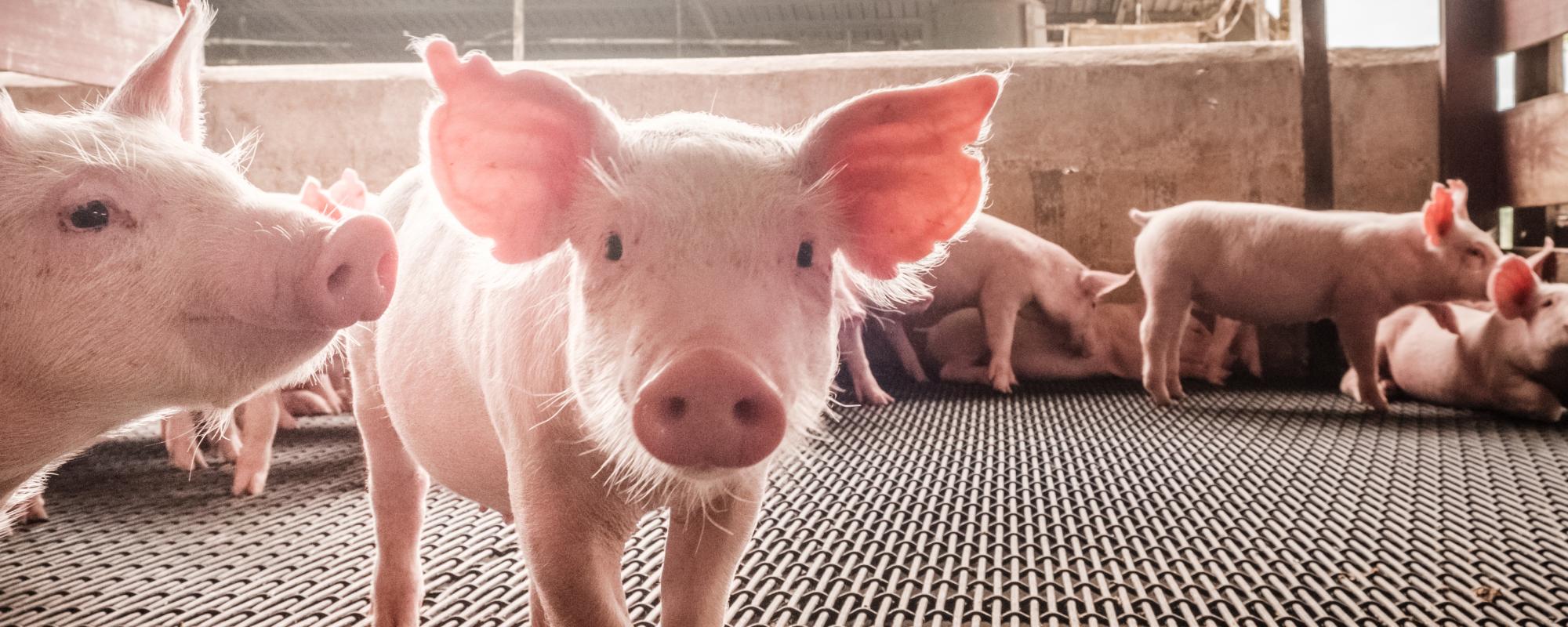 What is the ideal temperature for pigs?
