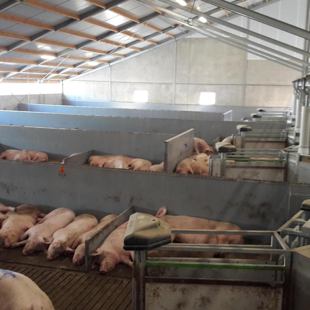 Prevent sow mortality