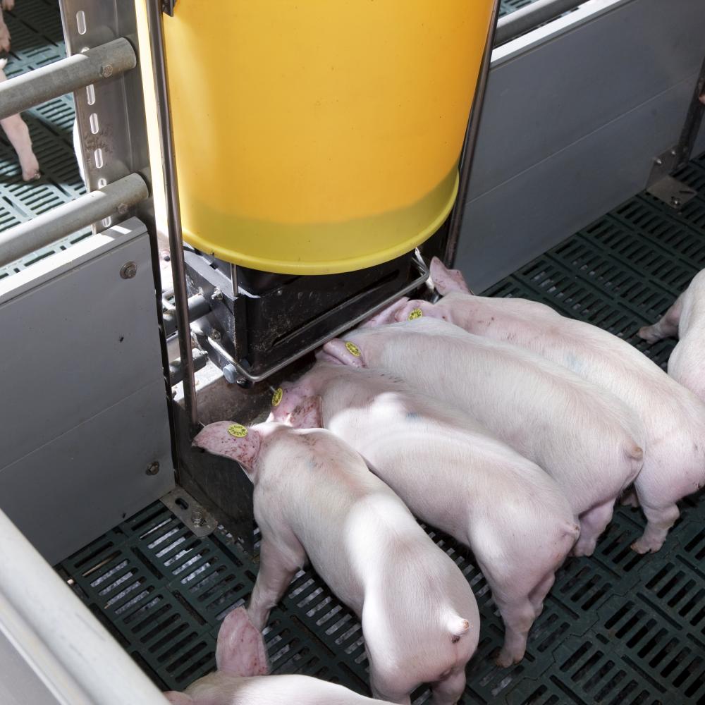 Accurate feeding with Multiphase dry feeding