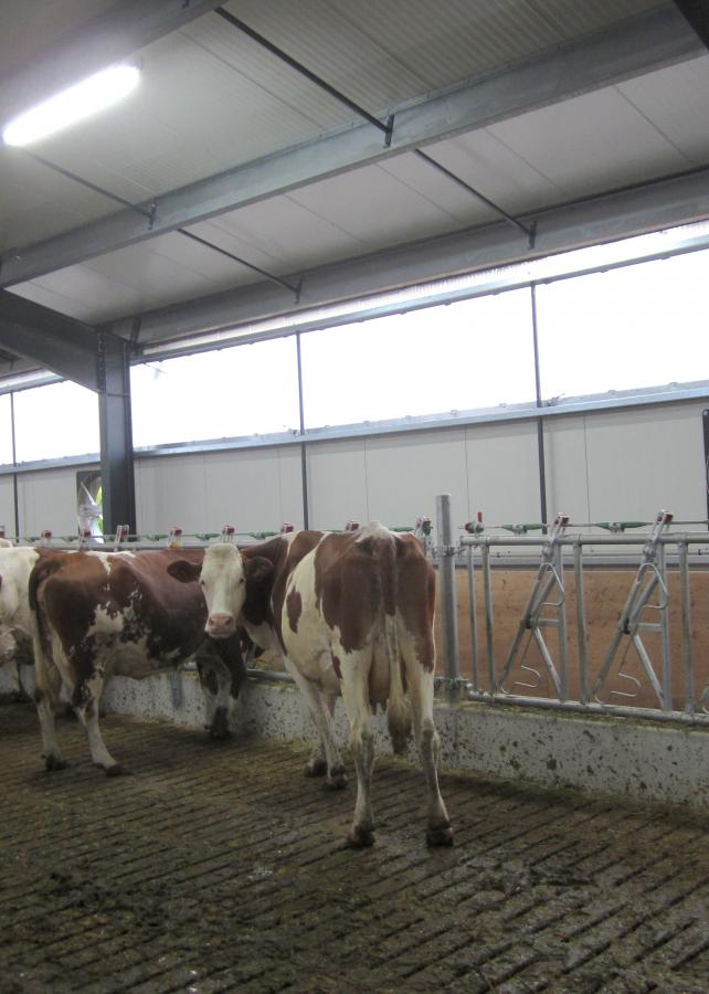 Animal housing systems