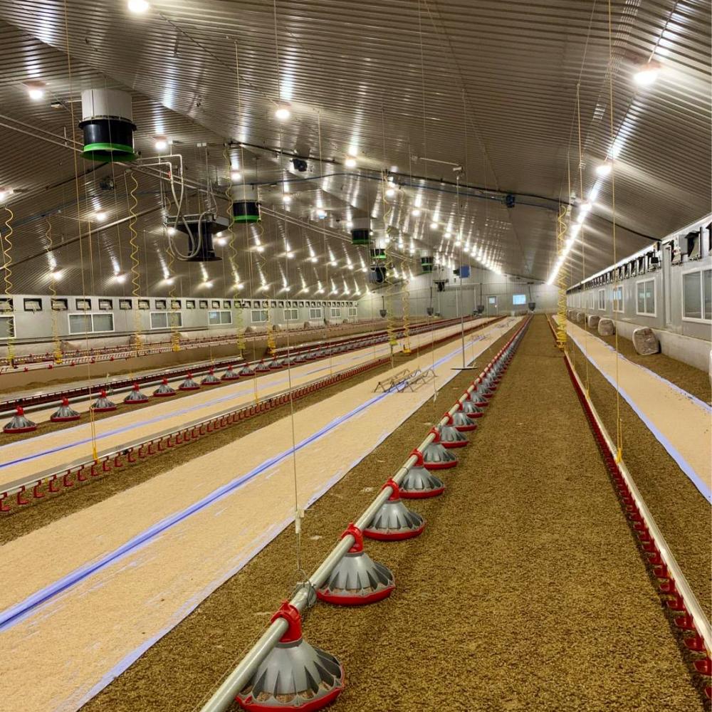 Lighting in laying hen house