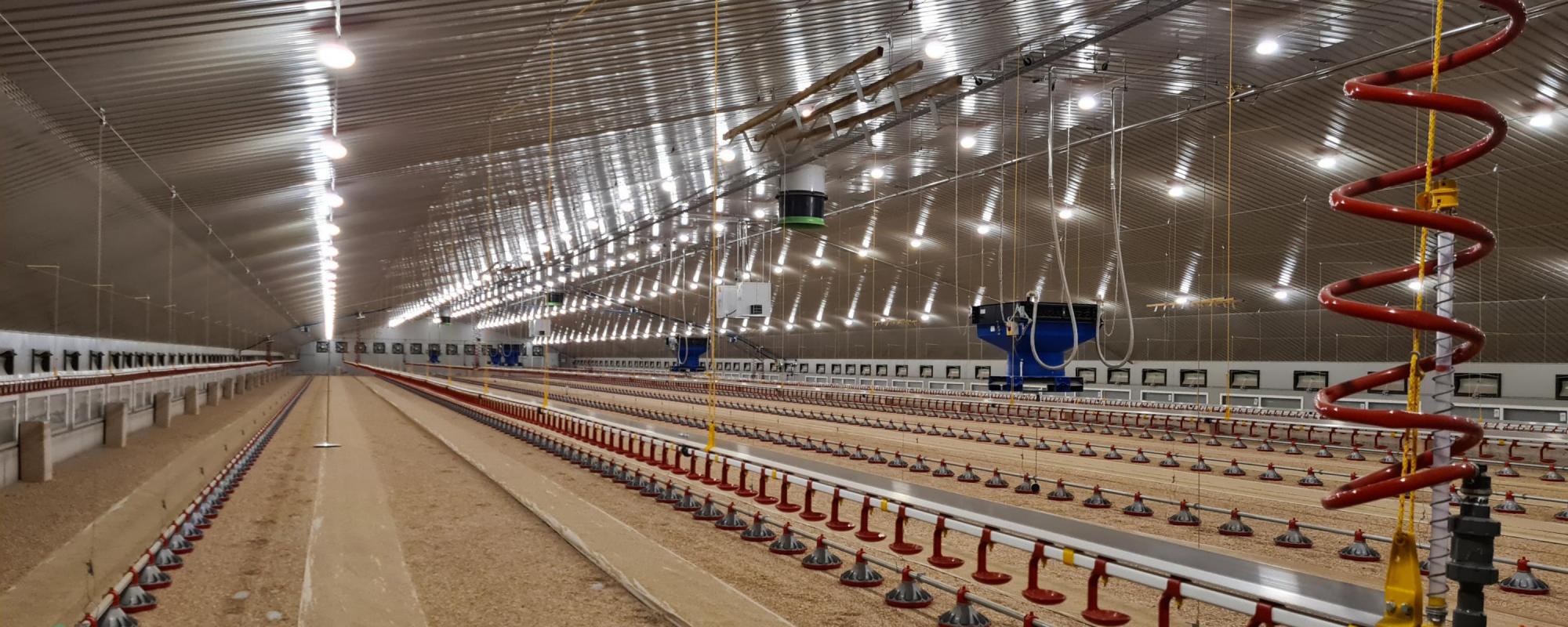 Better animal performance with flexible light control