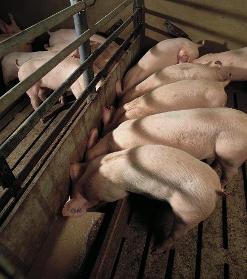 Gilts mark the start of production