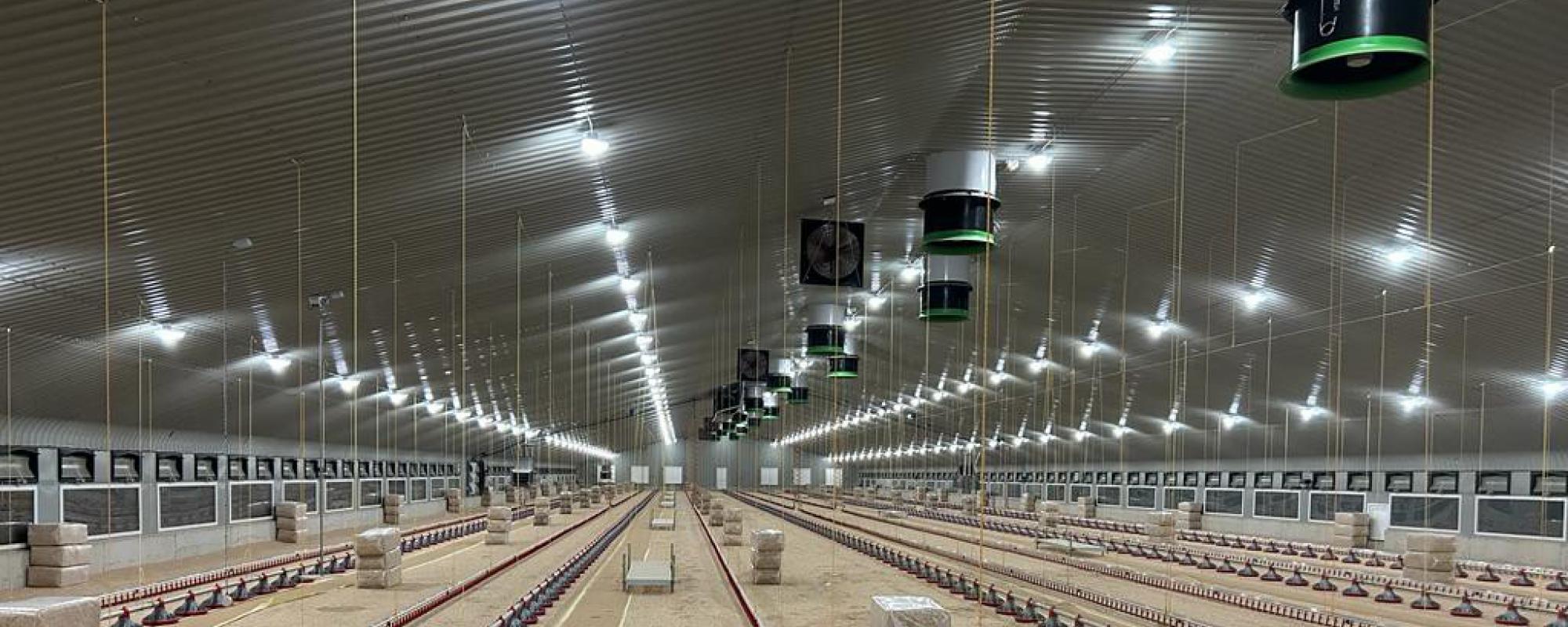 Agricultural lighting for poultry farming
