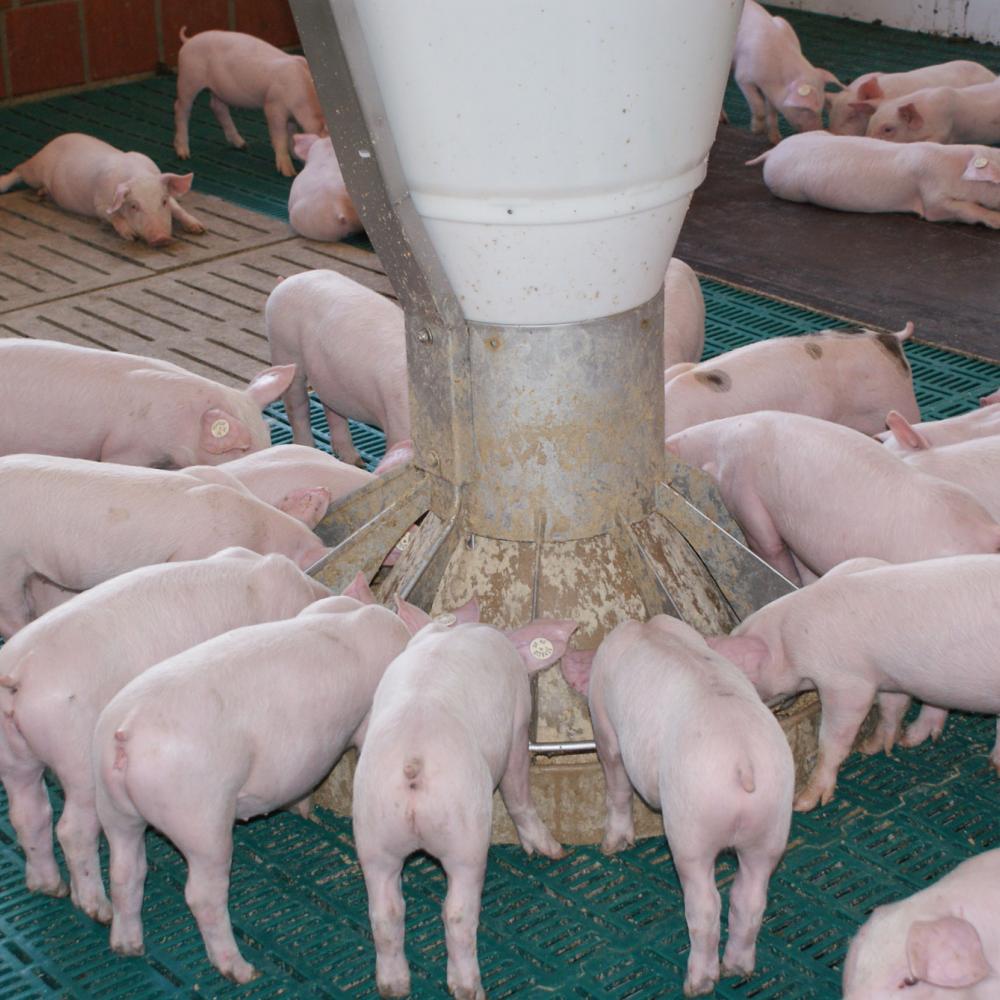 Prevent piglet mortality