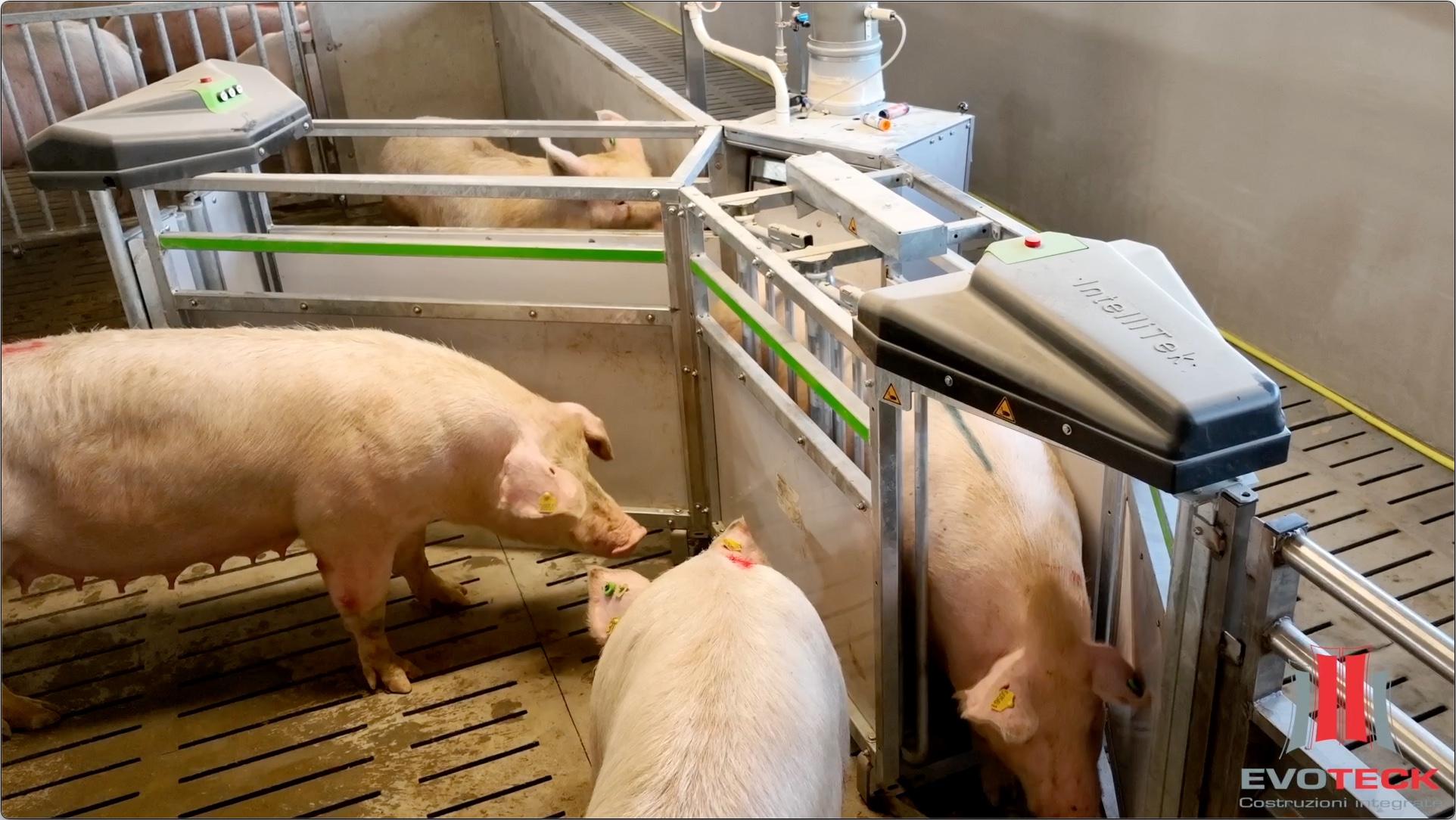 Top conditions for sows in an Italian sow farm