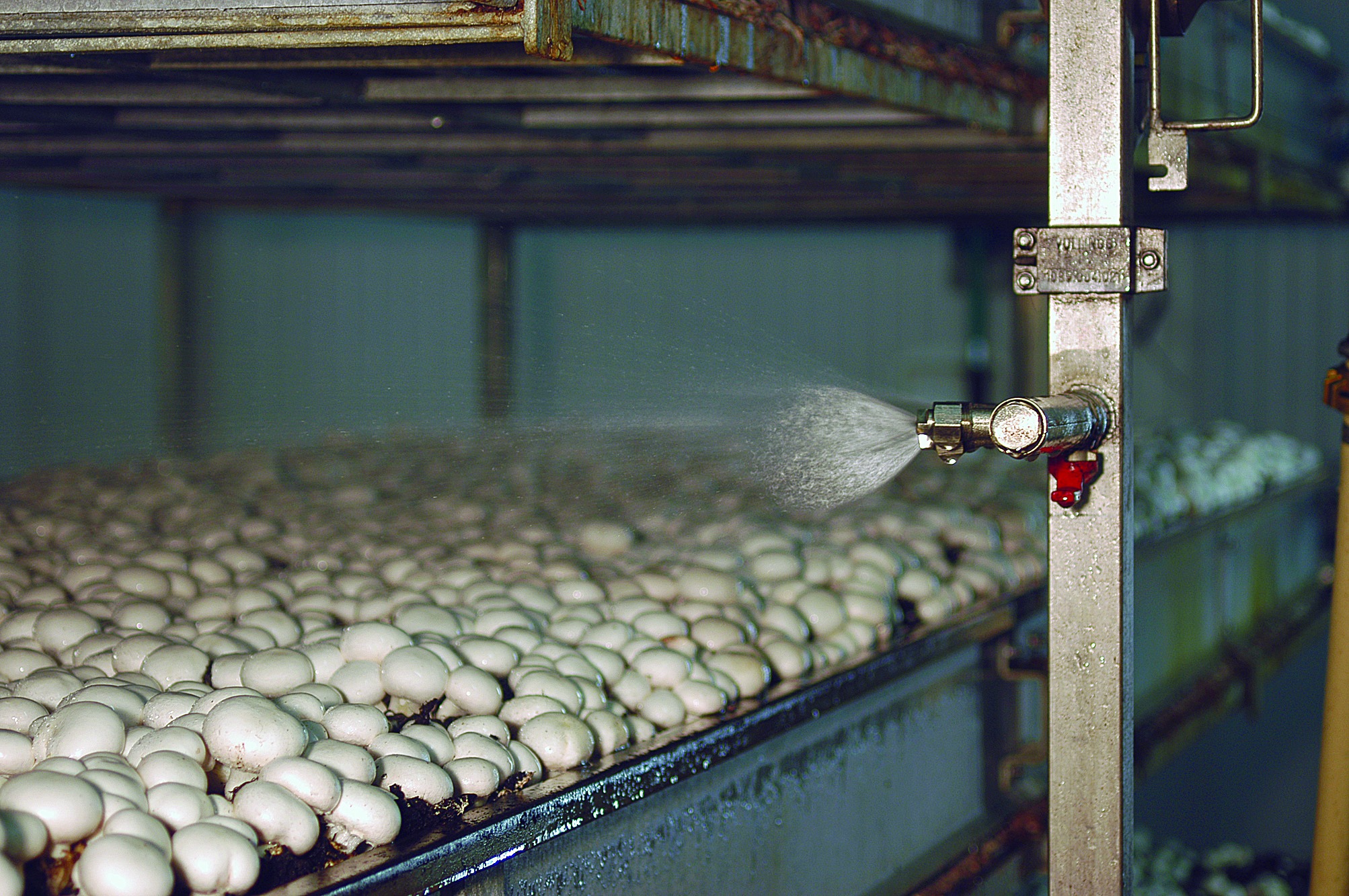 Условия выращивания гриба шампиньоны. Оборудование для грибоводства шампиньоны. Грибная ферма шампиньоны. Грибная ферма вешенка. Ферма шампиньонов вешенок.