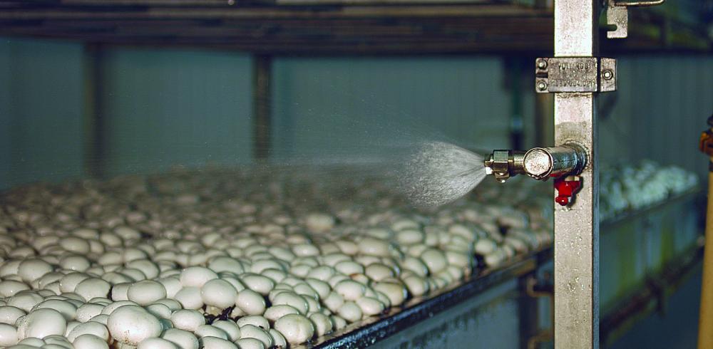 Watering system mushrooms