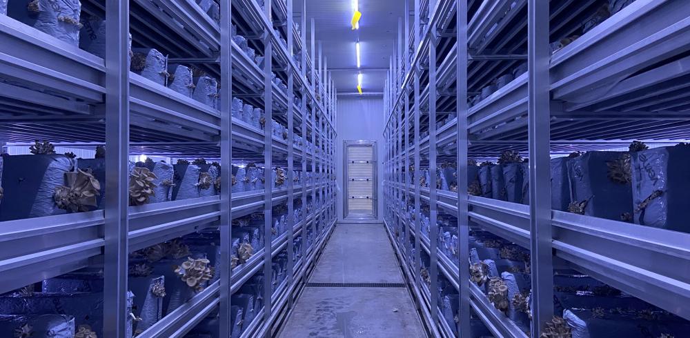 Cultivation cell for exotic mushrooms