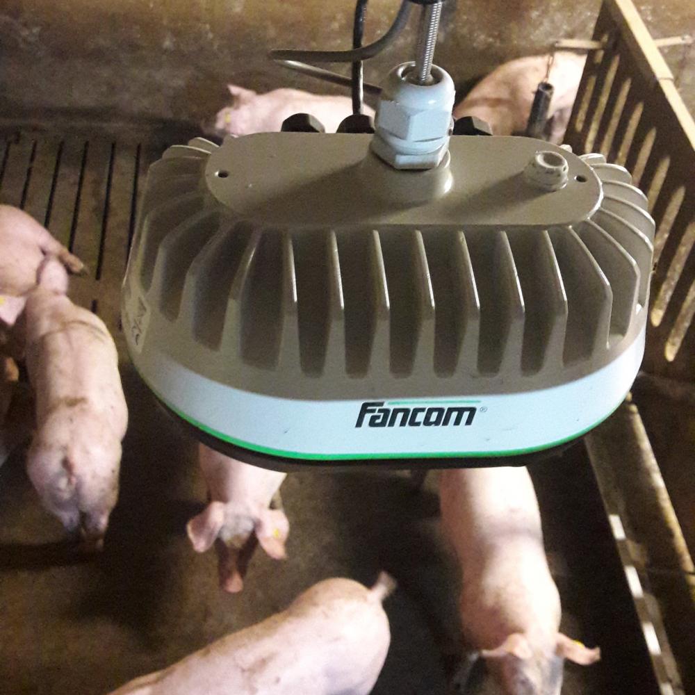 IoT sensor - eYeGrow - automatic pig weighing system