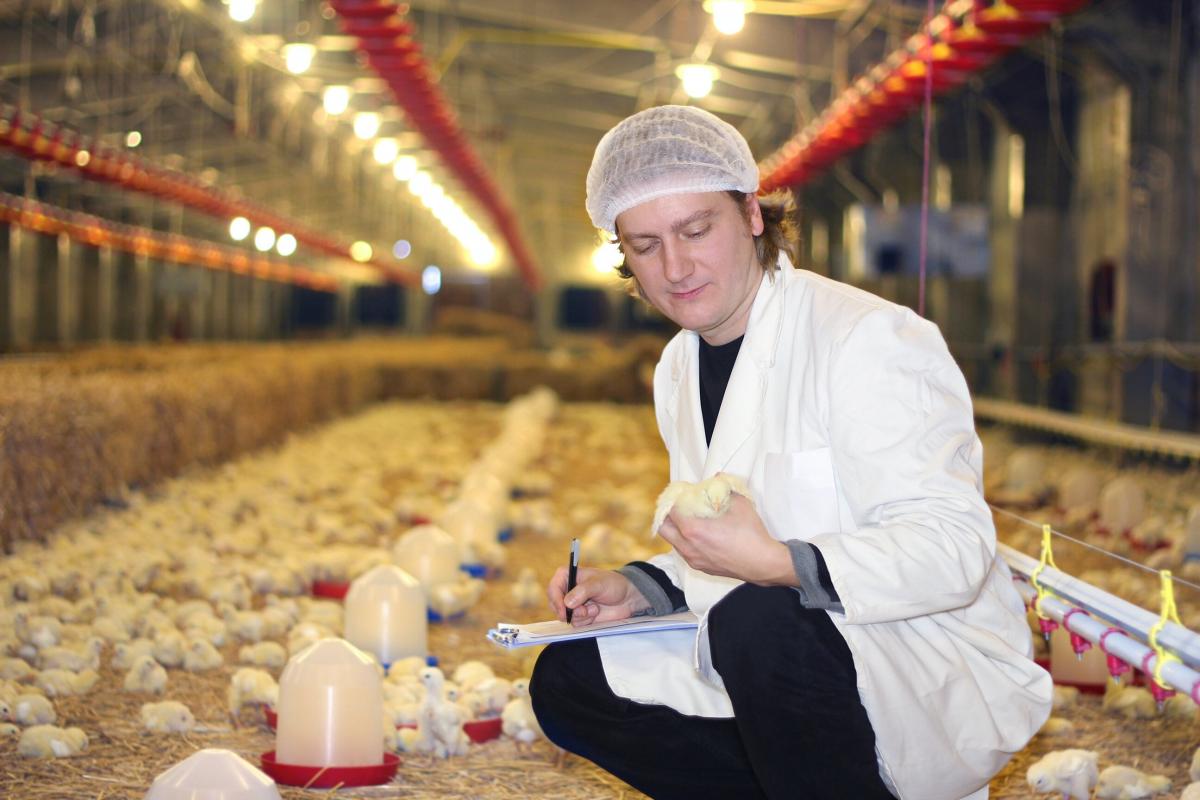 Taking care of broilers