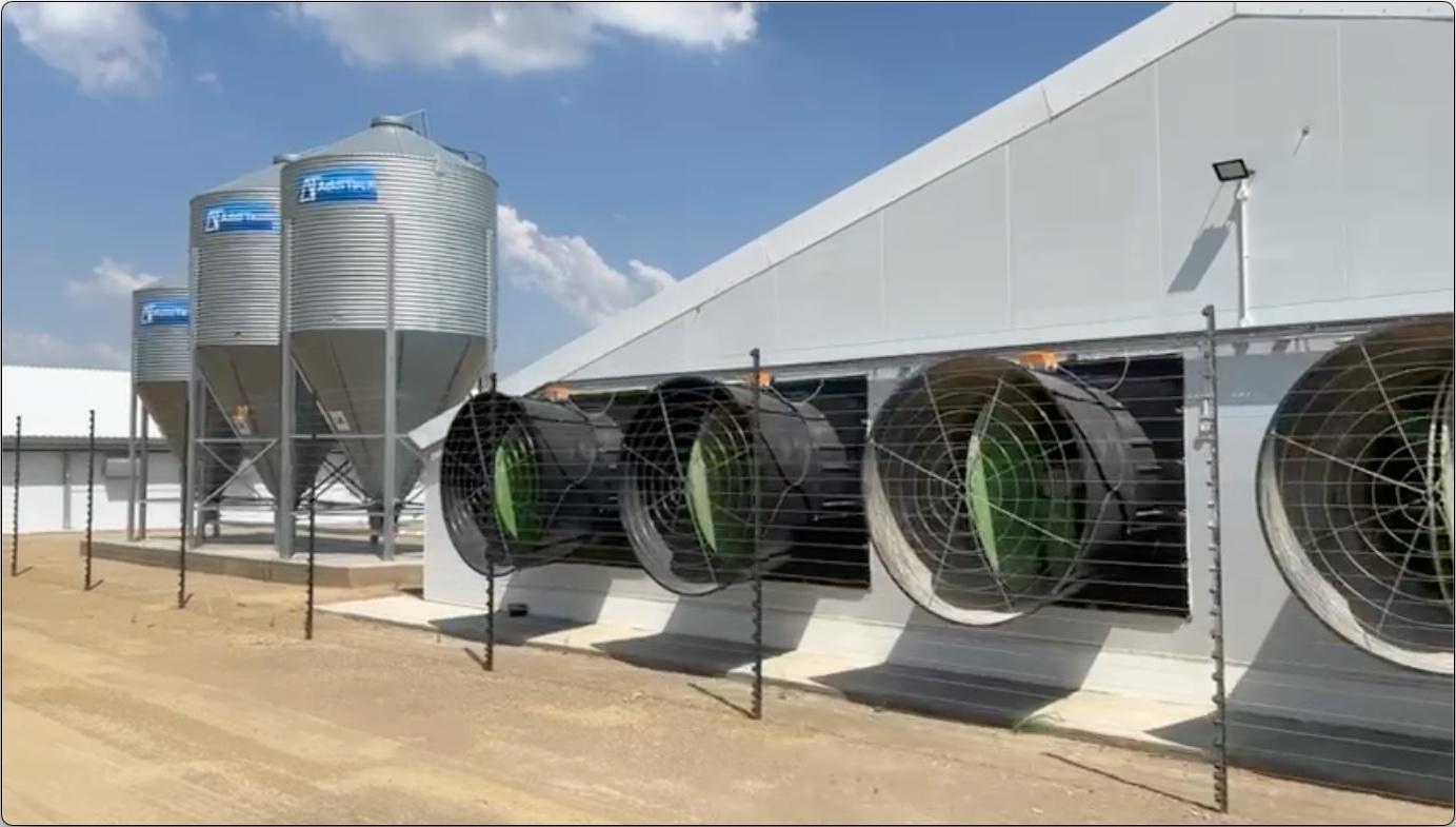 Kgoho Inkkhukhu project South Africa