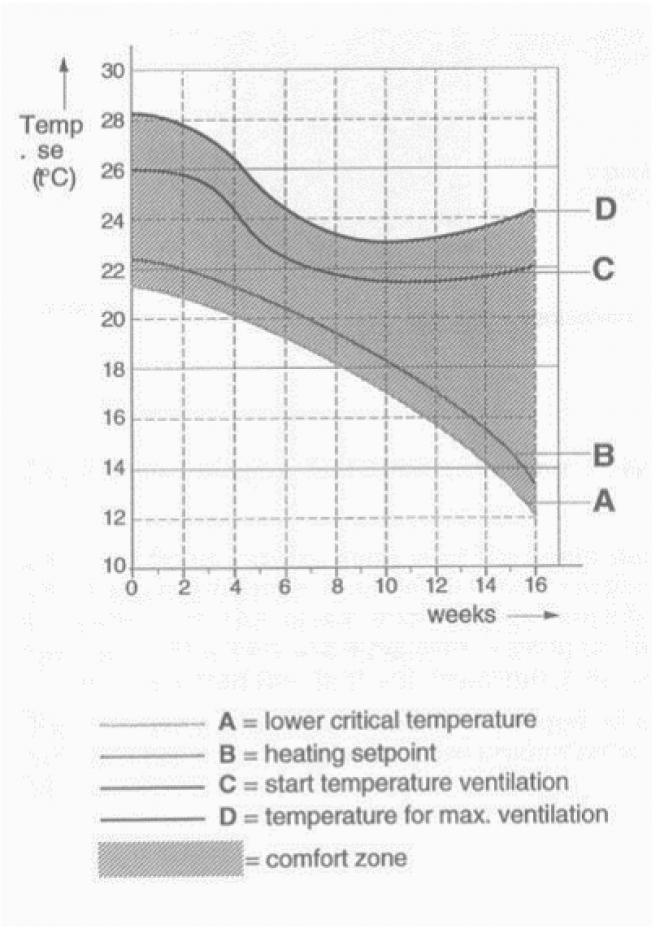 Temperature graph of pigs