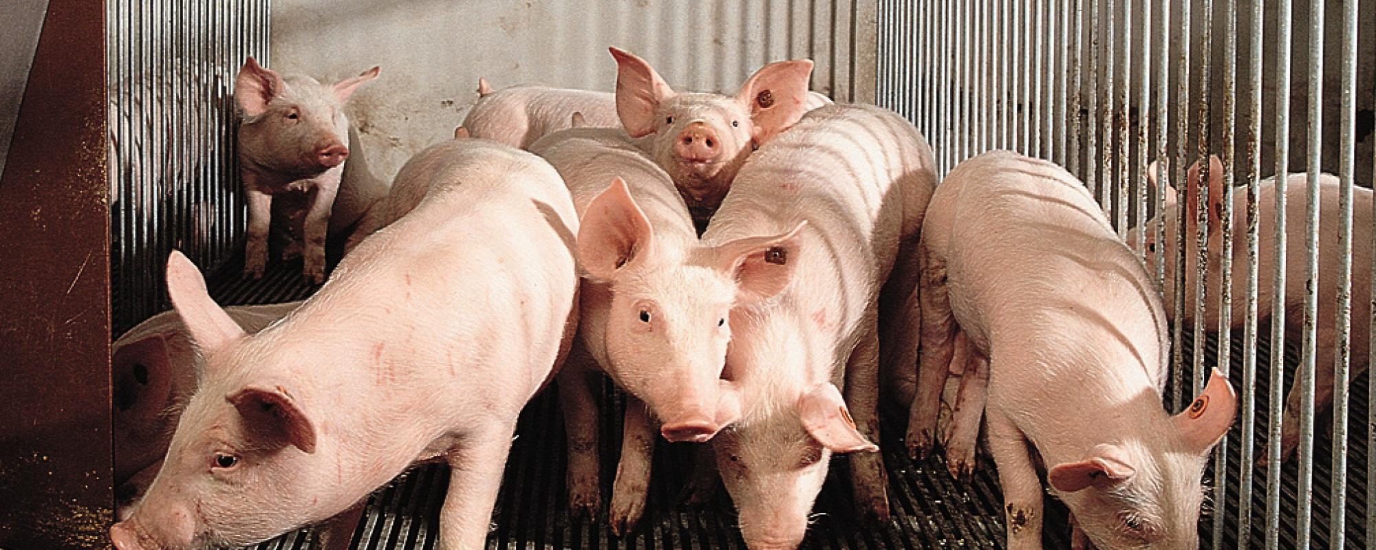 The rearing of modern gilts