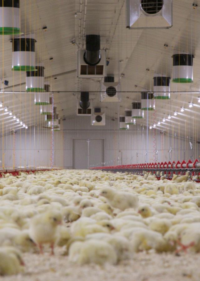 Energy efficient fans in a poultry farm