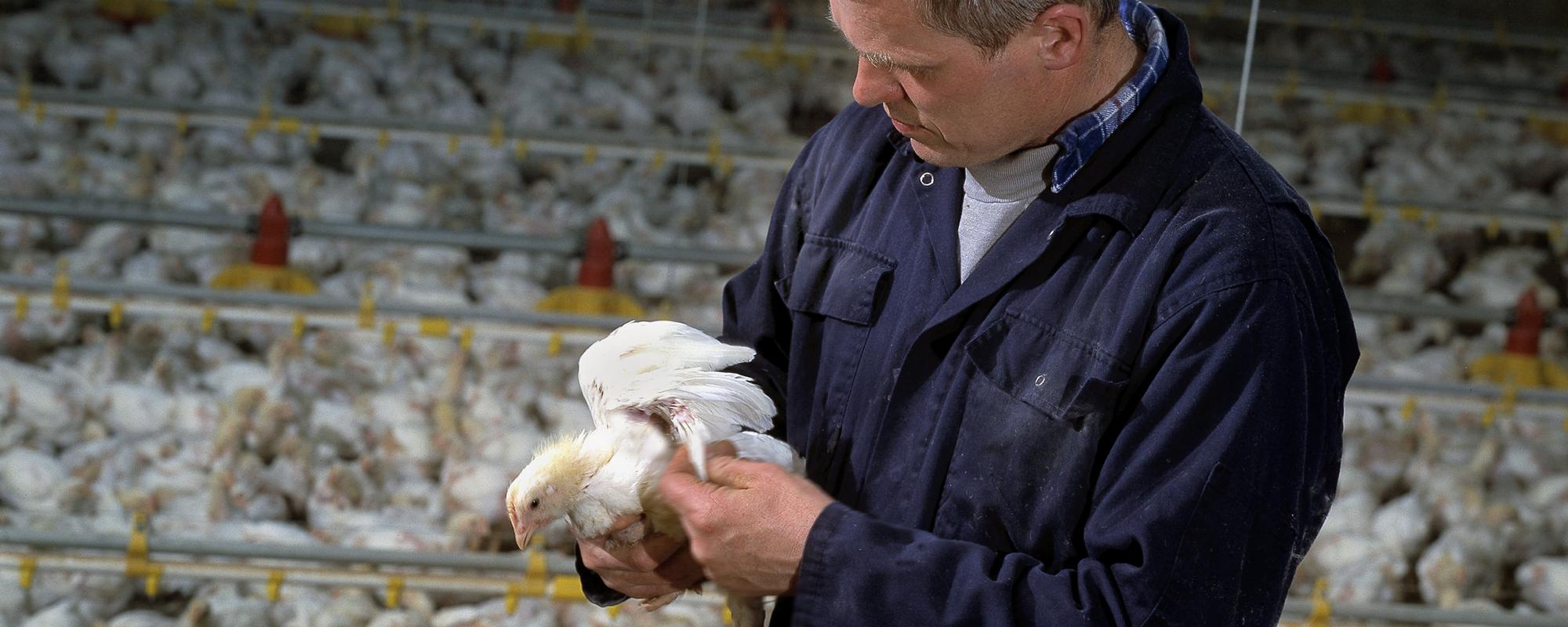 Poultry farmer