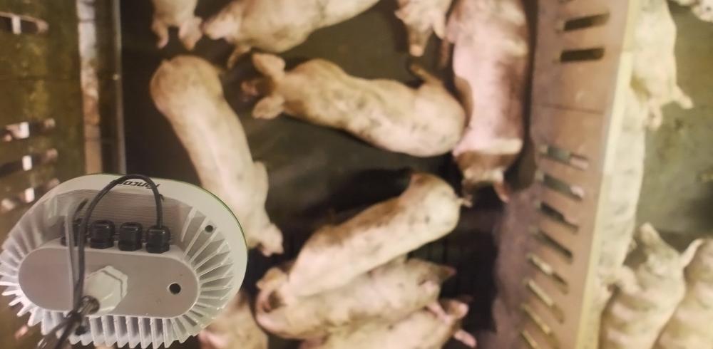 eYeGrow - Weight monitor for finishers